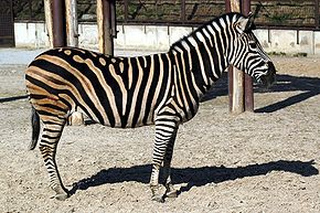 290px-Zebra_02.jpg