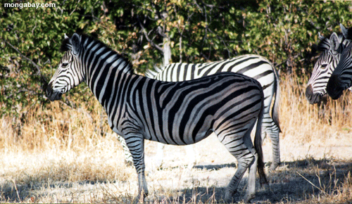 zebras.gif