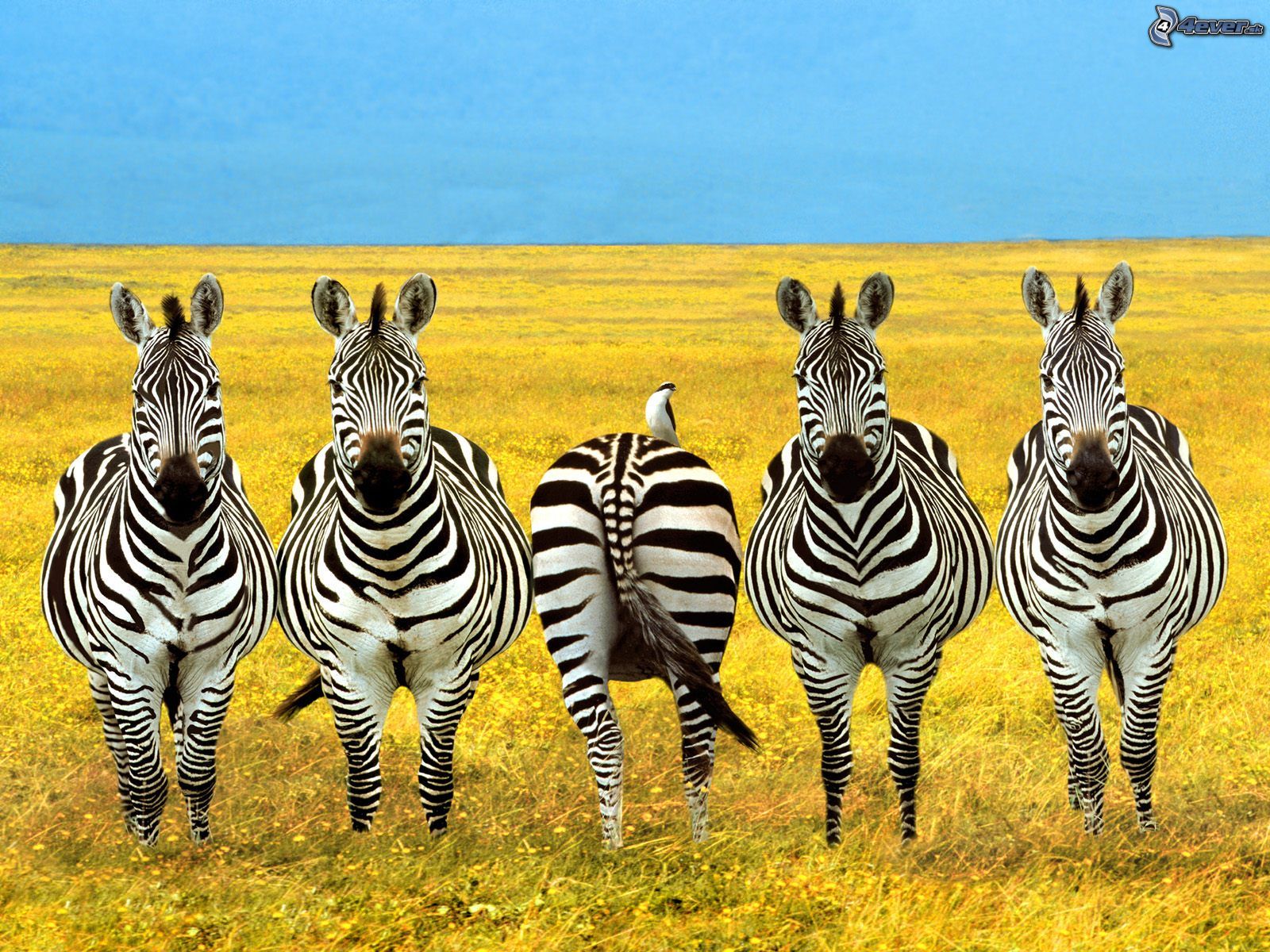 [obrazky.4ever.sk] zebra, luka, obloha 6234294.jpg