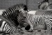 zabra.jpg